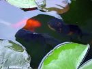 Filename=goldfishpond22.jpg
Filesize=126KB
Dimensions=1300x976
Date added=Aug 05, 2008 goldfishpond22.jpg