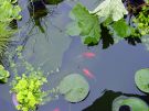 Filename=goldfishpond24.jpg
Filesize=201KB
Dimensions=1300x976
Date added=Aug 05, 2008 goldfishpond24.jpg