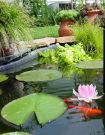 Filename=goldfishpond25.jpg
Filesize=284KB
Dimensions=1018x1300
Date added=Aug 05, 2008 goldfishpond25.jpg
