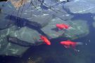 Filename=goldfishpond28.jpg
Filesize=128KB
Dimensions=1300x867
Date added=Aug 05, 2008 goldfishpond28.jpg