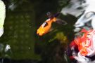 Filename=goldfishpond30.jpg
Filesize=103KB
Dimensions=1300x868
Date added=Aug 05, 2008 goldfishpond30.jpg