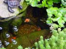 Filename=goldfishpond4.jpg
Filesize=215KB
Dimensions=1300x976
Date added=Aug 05, 2008 goldfishpond4.jpg