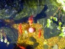 Filename=goldfishpond6.jpg
Filesize=256KB
Dimensions=1300x976
Date added=Aug 05, 2008 goldfishpond6.jpg