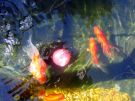 Filename=goldfishpond7.jpg
Filesize=199KB
Dimensions=1300x976
Date added=Aug 05, 2008 goldfishpond7.jpg