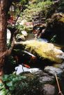 Goldfish Picture