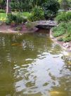 Filename=koi-pond_1.jpg
Filesize=833KB
Dimensions=1300x1733
Date added=Aug 05, 2008 koi-pond_1.jpg