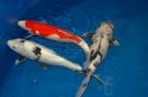 Filename=koi1.jpg
Filesize=1358KB
Dimensions=2240x1488
Date added=May 01, 2008 koi1.jpg