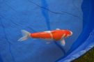 Filename=koi2.jpg
Filesize=1457KB
Dimensions=2240x1488
Date added=May 01, 2008 koi2.jpg