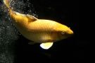 Goldfish Picture