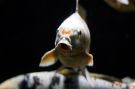 Goldfish Picture