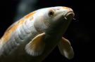 Goldfish Picture