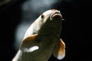 Goldfish Picture