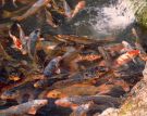 Goldfish Picture