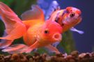 Filename=oranda10.jpg
Filesize=140KB
Dimensions=1280x853
Date added=Aug 03, 2008 oranda10.jpg