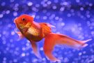 Filename=oranda11.jpg
Filesize=157KB
Dimensions=1280x854
Date added=Aug 03, 2008 oranda11.jpg