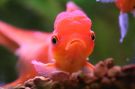 Filename=oranda13.jpg
Filesize=206KB
Dimensions=1400x933
Date added=Aug 03, 2008 oranda13.jpg