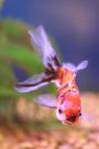 Filename=oranda14.jpg
Filesize=287KB
Dimensions=1280x1920
Date added=Aug 03, 2008 oranda14.jpg