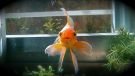 Filename=oranda15.jpg
Filesize=243KB
Dimensions=1024x579
Date added=Aug 03, 2008 oranda15.jpg