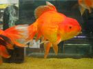 Filename=oranda16.jpg
Filesize=204KB
Dimensions=1024x768
Date added=Aug 03, 2008 oranda16.jpg