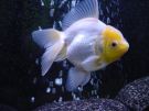 Filename=oranda17.jpg
Filesize=67KB
Dimensions=800x600
Date added=Aug 03, 2008 oranda17.jpg