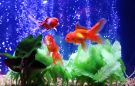 Filename=oranda_2.jpg
Filesize=663KB
Dimensions=1945x1252
Date added=Aug 05, 2008 oranda_2.jpg