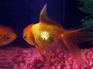 Filename=oranda_3.jpg
Filesize=278KB
Dimensions=1300x975
Date added=Aug 05, 2008 oranda_3.jpg
