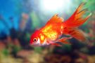 Filename=oranda_4.jpg
Filesize=222KB
Dimensions=1300x867
Date added=Aug 05, 2008 oranda_4.jpg