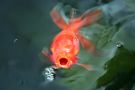 Filename=orange_oranda.jpg
Filesize=82KB
Dimensions=1300x867
Date added=Aug 05, 2008 orange_oranda.jpg