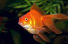 Filename=orangered_ryukin.jpg
Filesize=113KB
Dimensions=1100x733
Date added=Aug 04, 2008 orangered_ryukin.jpg