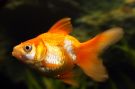Filename=orangewhite_oranda.jpg
Filesize=122KB
Dimensions=1100x733
Date added=Aug 04, 2008 orangewhite_oranda.jpg