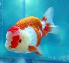 Filename=ranchu1.jpg
Filesize=14KB
Dimensions=400x365
Date added=Apr 28, 2008 ranchu1.jpg
