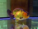 Filename=ranchu10.jpg
Filesize=232KB
Dimensions=1024x768
Date added=Aug 03, 2008 ranchu10.jpg