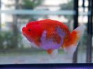 Filename=ranchu11.jpg
Filesize=166KB
Dimensions=1024x768
Date added=Aug 03, 2008 ranchu11.jpg