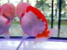 Filename=ranchu12.jpg
Filesize=190KB
Dimensions=1024x768
Date added=Aug 03, 2008 ranchu12.jpg