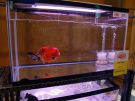 Filename=ranchu13.jpg
Filesize=242KB
Dimensions=1024x768
Date added=Aug 03, 2008 ranchu13.jpg