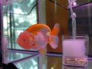 Filename=ranchu14.jpg
Filesize=192KB
Dimensions=1024x768
Date added=Aug 03, 2008 ranchu14.jpg