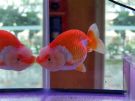 Filename=ranchu15.jpg
Filesize=193KB
Dimensions=1024x768
Date added=Aug 03, 2008 ranchu15.jpg