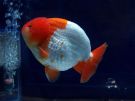 Filename=ranchu16.jpg
Filesize=158KB
Dimensions=1024x768
Date added=Aug 03, 2008 ranchu16.jpg