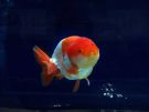 Filename=ranchu17.jpg
Filesize=148KB
Dimensions=1024x768
Date added=Aug 03, 2008 ranchu17.jpg