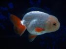 Filename=ranchu18.jpg
Filesize=141KB
Dimensions=1024x768
Date added=Aug 03, 2008 ranchu18.jpg