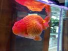 Filename=ranchu19.jpg
Filesize=203KB
Dimensions=1024x768
Date added=Aug 03, 2008 ranchu19.jpg