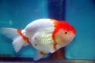 Filename=ranchu2.jpg
Filesize=40KB
Dimensions=480x320
Date added=Apr 28, 2008 ranchu2.jpg