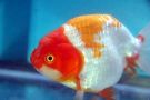 Filename=ranchu3.jpg
Filesize=43KB
Dimensions=480x320
Date added=Apr 28, 2008 ranchu3.jpg