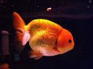 Filename=ranchu4~0.jpg
Filesize=312KB
Dimensions=1024x768
Date added=Aug 03, 2008 ranchu4~0.jpg