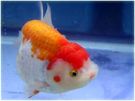 Filename=ranchu4.jpg
Filesize=11KB
Dimensions=448x336
Date added=Apr 28, 2008 ranchu4.jpg