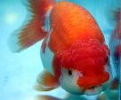 Filename=ranchu6.jpg
Filesize=42KB
Dimensions=388x320
Date added=Apr 28, 2008 ranchu6.jpg