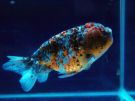 Goldfish Picture