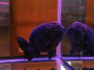 Filename=ranchu7.jpg
Filesize=237KB
Dimensions=1024x768
Date added=Aug 03, 2008 ranchu7.jpg