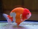 Filename=ranchu8.jpg
Filesize=253KB
Dimensions=1024x768
Date added=Aug 03, 2008 ranchu8.jpg