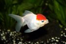 Filename=redcaporanda.jpg
Filesize=84KB
Dimensions=1000x667
Date added=Aug 04, 2008 redcaporanda.jpg